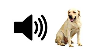 Dog Bark  Sound Effect  ProSounds [upl. by Eelra]