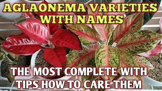 AGLAONEMA VARIETIES WITH NAMES  AGLAONEMA PLANT CARE TIPS [upl. by Luebke467]