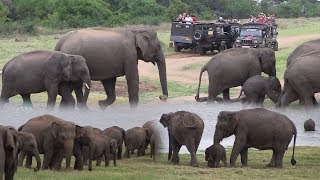 Herd of elephants at the Minneriya national park [upl. by Esma]