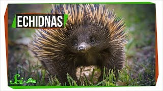 Why Echidnas Are Evolutionary Misfits [upl. by Ahcurb]