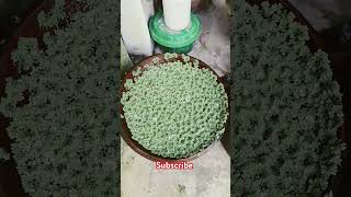 Azolla floating plant farming [upl. by Kired]