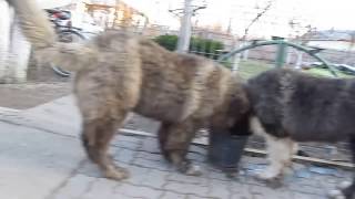 Caucasian Shepherd dogs  Canu amp Chagaev [upl. by Iznyl]