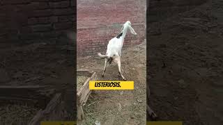 Suspected listeriosis in goat animals shortsviral youtubeshort vetcare goats viralvideos [upl. by Ullman]