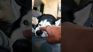 drakethehusky husky allthingshusky cuteanimal huskylife puppy doglover pets [upl. by Alethea699]