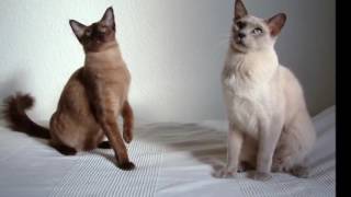 Tonkinese cat History Personality Health Care [upl. by Anael]