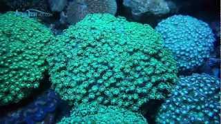 Flower Pot Coral Goniopora sp  AquaFishVietcom [upl. by Paryavi]