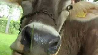 Yodeling Song about a Cow Die Bless mei Kuah  Tyrolean Evening DVD [upl. by Dorine]