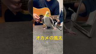 ミッキーマウスマーチを歌いながらドヤ顔をキメるオカメインコの風太くん♪ギターの音ズレご勘弁を🙇‍♂️ [upl. by Sophey]