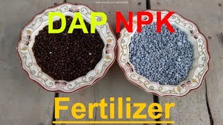 How to Use NPK and DAP Fertilizer  When to Use Fertilizer  Fertilizer for Plants [upl. by Rednasela]