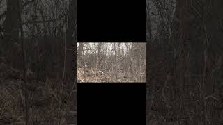 Raccoon attack DECOY calling raccoonfamily deerhunting hunting coonhunting animals wildlife [upl. by Yve]