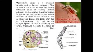 Plasmodium vivax an introduction class 11 Biology [upl. by Enorej]