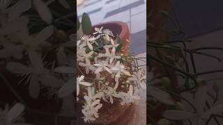 Bridal boutiqueplantshortvideo [upl. by Jp705]