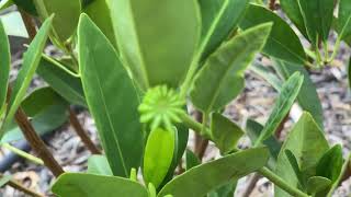 Star Anise Plant [upl. by Roybn]