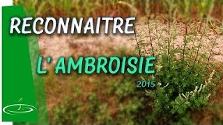 Ambroisie ou armoise reconnaître la plante invasive  2015 [upl. by Desirea]