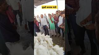 Kukshi Mandi kapas ka bhav Cotton Rate Today 21 अक्टूबर 2024 Kapas farming Cotton [upl. by Imarej]