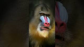 🐵 Discover the Hidden World of Mandrills – Facts That Will Amaze You 😲✨ MandrillFacts WildLife [upl. by Lebasy671]