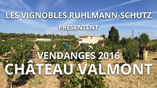 Vendanges 2016  Château Valmont AOC Corbières [upl. by Ohara]