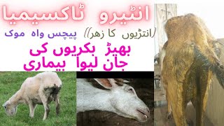 entirotoxemia disease in sheep amp goats symtemstreatment and precutions [upl. by Sparks522]