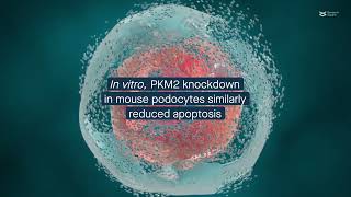 PKM2 deletion in podocytes alleviates acute kidney injury in mice [upl. by Garfield883]