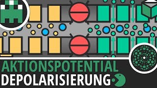 Aktionspotential Depolarisierung einfach erklärt│Biologie Lernvideo│Learning Level Up [upl. by Tidwell553]