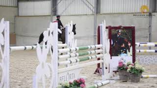 Orlando Van de Afspanning Kartouzo van t Kathof x Flamenco de Semilly gelding °2014 [upl. by Stephani797]