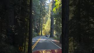 Redwood National Forest California beautiful nature woods nationalpark roadtrip trees create [upl. by Ymmij789]