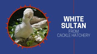 White Sultan Chicken Breed Breeder Flock  Cackle Hatchery [upl. by Olly43]