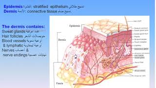 05 Skin amp Fascia 1 Skin Anatomy Intro Dr Ahmed Kamal [upl. by Haiel]