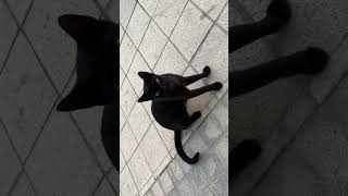 Another black cat meme memes humor xd floppa [upl. by Montfort]