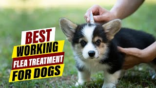 Best Flea Treatment for Dogs A Comprehensive Guide [upl. by Boyse79]