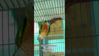 Yellow sided conure🦜🦜🦜🦜 [upl. by Lexi]