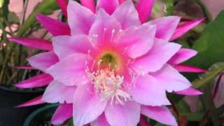 Orchid cactus epiphyllum hybrids变种曇花 [upl. by Hanauq]