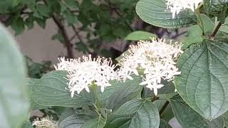 Sanger  Cornus sanguinea ☀️🌳🌸 [upl. by Cinomod]