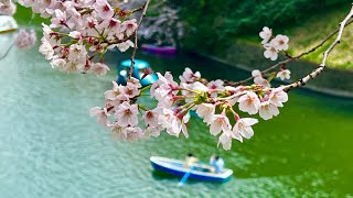 LA FIORITURA DEI CILIEGI A TOKYO [upl. by Alleira331]