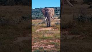 EL ELEFANTE Y SU INCREIBLE FUERZA shorts animals elephant [upl. by Nacnud536]