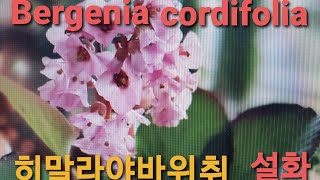 설화분갈이Bergenia cordifolia설화히말라야바위취노지월동설화키우기 [upl. by Rolph]