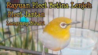 Rayuan Panggilan Pleci Betina Memanggil Pleci Jantan [upl. by Cordula]