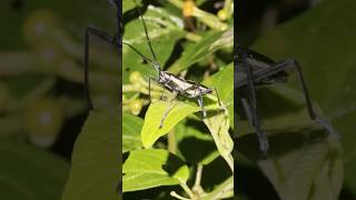 Longhorn beetle Ptychodes 🇨🇷 Costa Rica [upl. by Lleira]