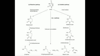 Uracil Catabolism to BetaAlanine [upl. by Clint325]