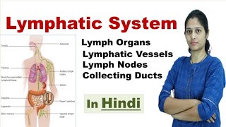 Lymphatic System  Components of Lymphatic System  NEET  In Hindi [upl. by Akiram]