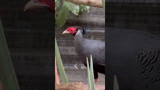 For those of you who enjoy a good crest ‘do Mr Siamese Fireback Pheasant and his perfect ponytail [upl. by Nett]