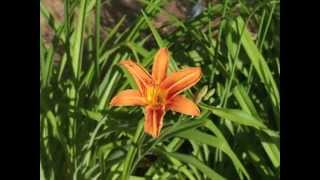 Plant portrait  Daylily Hemerocallis fulva [upl. by Gastineau]