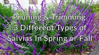 Pruning amp Trimming 3 Different Types of Salvias In Spring or Fall [upl. by Sivek]