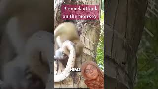 tabiiurdu a snack attack on the monkey monkey animals  green screen  shorts  ternding [upl. by Guadalupe]