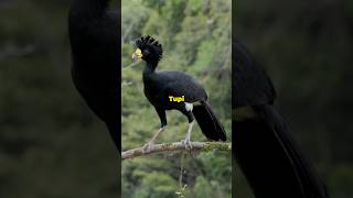 Meet the Rare Mytunxi  Belem Curassow birds wildlife nature [upl. by Auoh445]