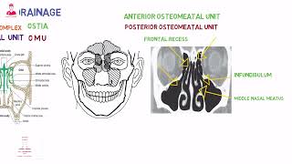 Osteomeatal unit [upl. by Uela]