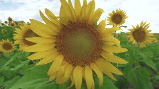 Why Do Sunflowers Follow the Sun Why Do Sunflowers Follow the Sun [upl. by Arde]