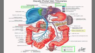 Portal Hypertension I best HD video explanation ever [upl. by Ardnikal]