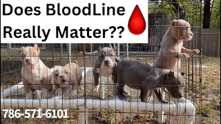 🤔 Does Blood Line Truly Matter [upl. by Olnay]