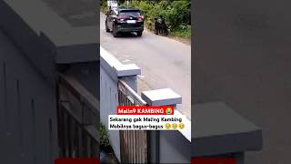 mobil bagus buat M4ling kambing  maling funnyvideo kambing [upl. by Valene]